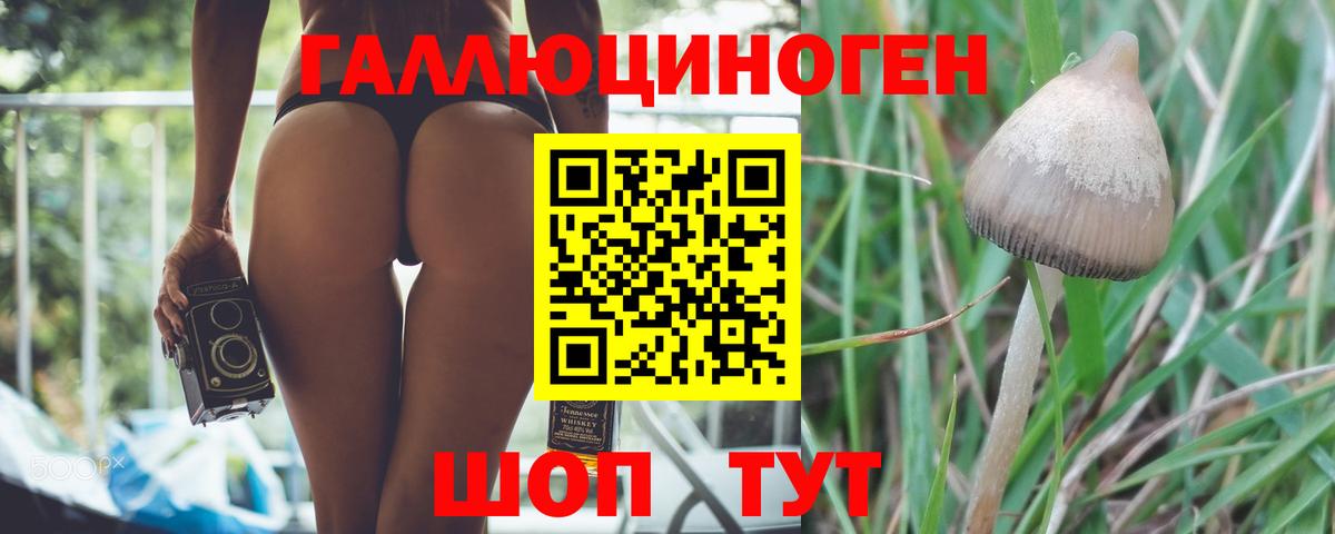 Галлюциногенные грибы Psilocybe Барабинск